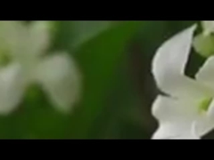 Ein einzelner Zweig von 