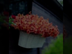 Außenfestivaldekorationen, Herbstpflanzen, künstliche Eukalyptusblätter, Eukalyptusviolettes, Margheriten