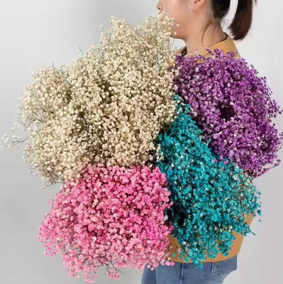 kaufen 100g getrocknete Blume künstliche Bouquet Baby Atem Gypsophila Blume Hochzeitsdekoration Mittelpunkt Online-Herstellung