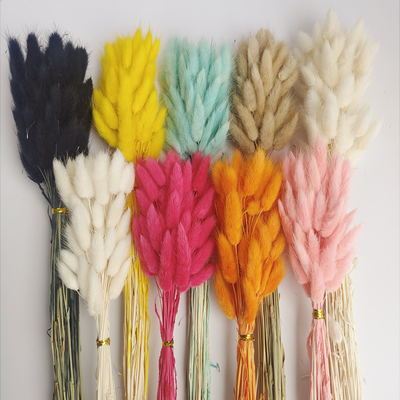 Ein guter Preis. Kaninchenschwanz Gras wahre Blume getrocknete Blumenstrauß Amazon Grenzüberschreitend heiß verkaufend Färbung Unsterbliche Blume Online