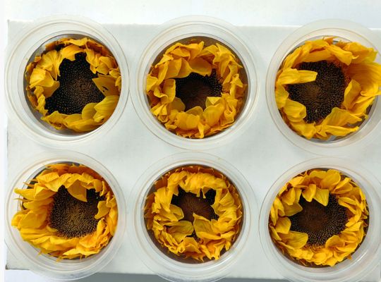 Ein guter Preis. Ewige Sonnenblume Ewige Blume Sonnenblume Geschenkbox Glasdom-Bouquet Blumenmaterialien Konservierte Blumen Sonnenblume Großhandel Online